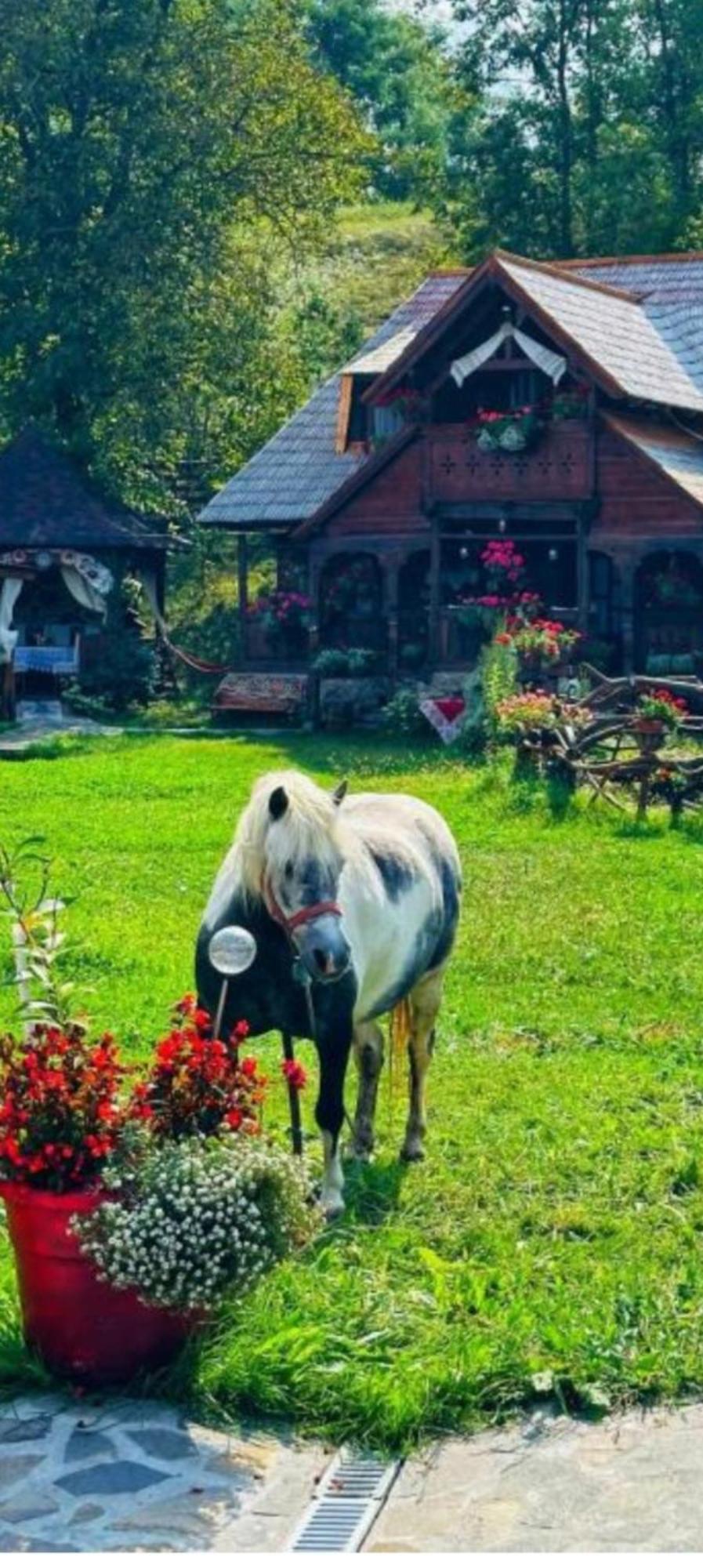 Pensiunea Rustic Oncesti エクステリア 写真